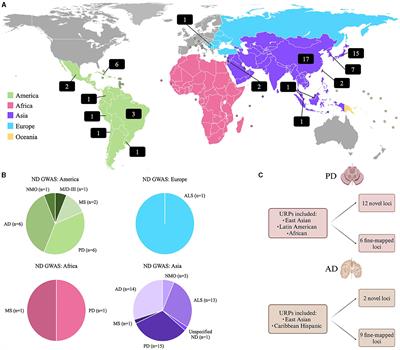 Exploring the role of underrepresented populations in polygenic risk scores for neurodegenerative disease risk prediction